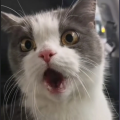 惊讶的猫哥
