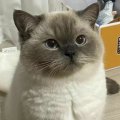 会飞的猫